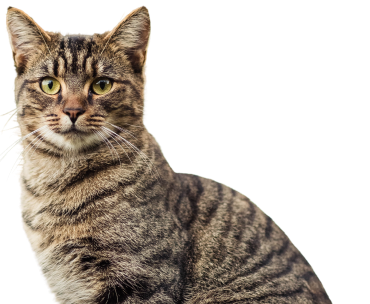 zane-lee-VvTVkc-p-eg-unsplash-removebg.png